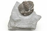 Enrolled Eldredgeops Trilobite Fossil - Ohio #224925-2
